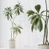 AV Indoor Plants Set 396 Dypsis Lutescens and Ficus Cyathistipula and Cyara Areca Palm - Thumbnail 8