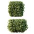 ntal compositions due to its elegant texture and year-round foliage. - Thumbnail 2