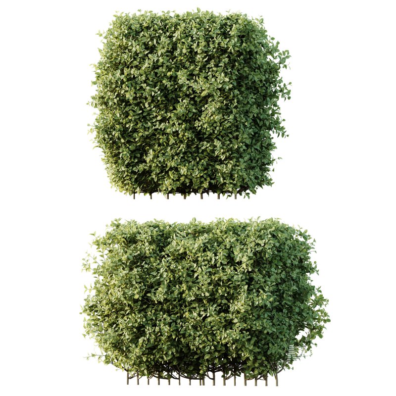 ntal compositions due to its elegant texture and year-round foliage. - Image 2