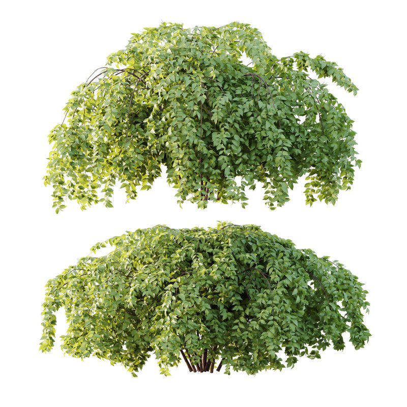 Philadelphia Bush 06 - Image 2