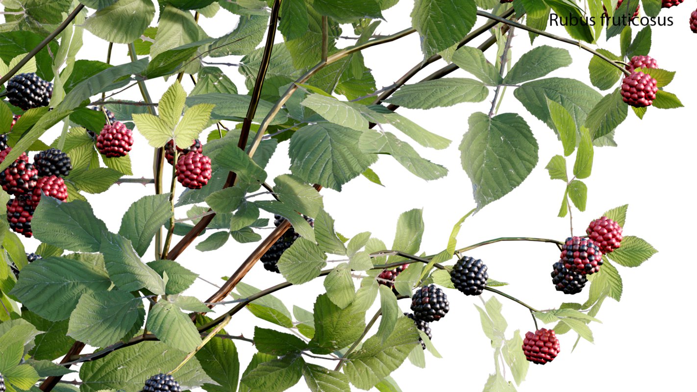 Collection 18 – Chinese garden - Image 34