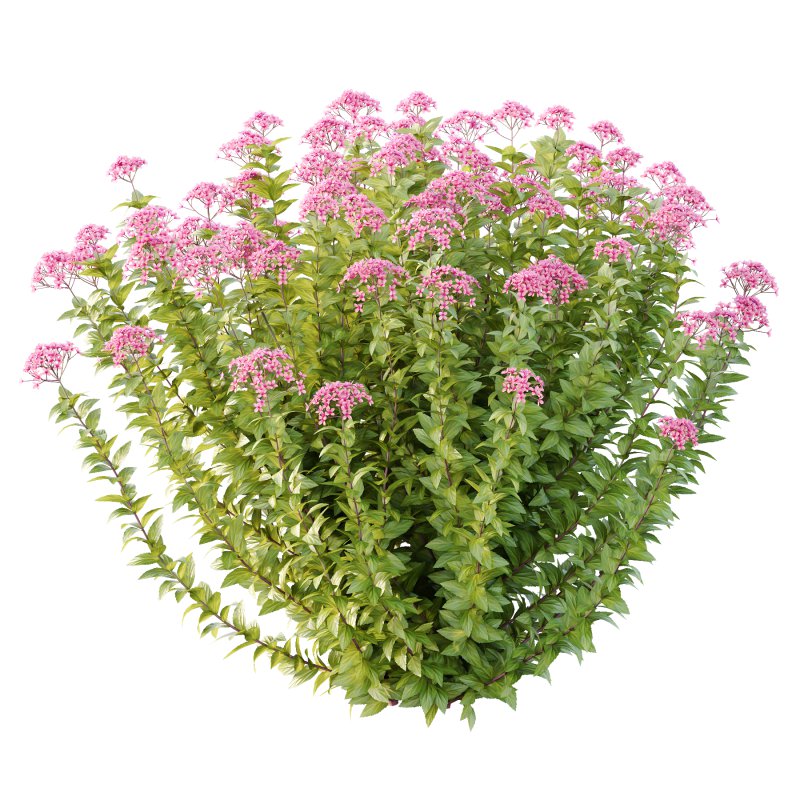 Spirea Japonica Bush 05 - Image 4