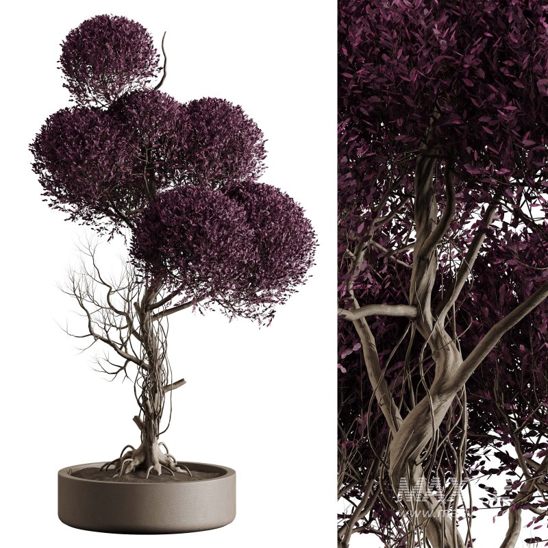 Indoor plant 076 - Image 4