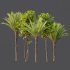 AV Phoenix Dactylifera Date Jurassic Palm Tree and Ash Maple Tree - Thumbnail 9