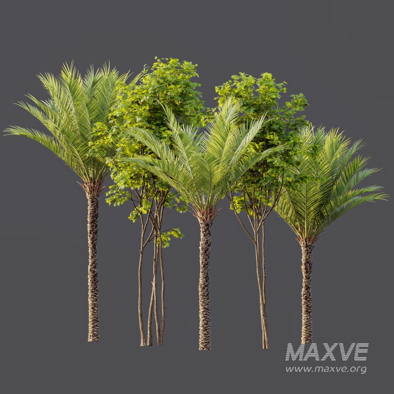 AV Phoenix Dactylifera Date Jurassic Palm Tree and Ash Maple Tree - Image 9