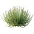 Leucophyllum frutescens Bush 10 - Thumbnail 4