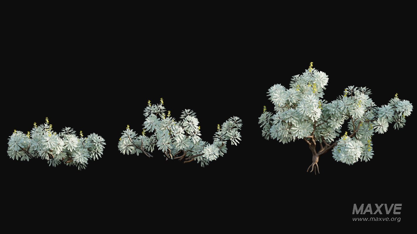 Collection 19 – Japanese garden - Image 15