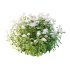 hydrangea arborescens Bush 05 - Thumbnail 1