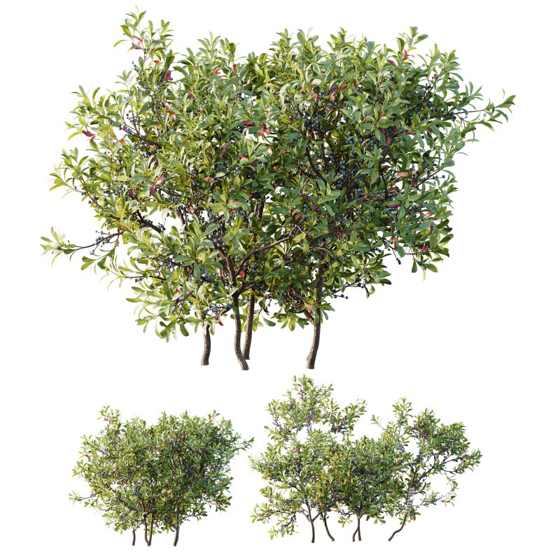 AV Nerium Oleander Laurier Kaner Rose Pink and Myrica Morella Pennsylvania Bayberry Candleberry Northern Fruit - Image 6