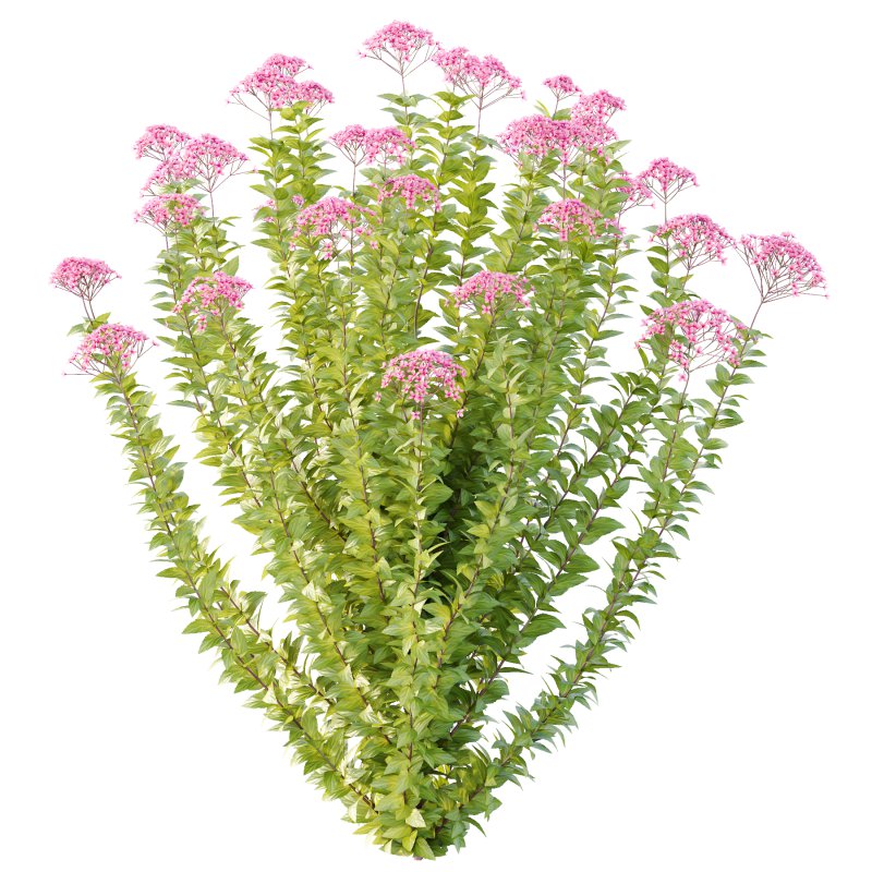 Spirea Japonica Bush 06 - Image 2