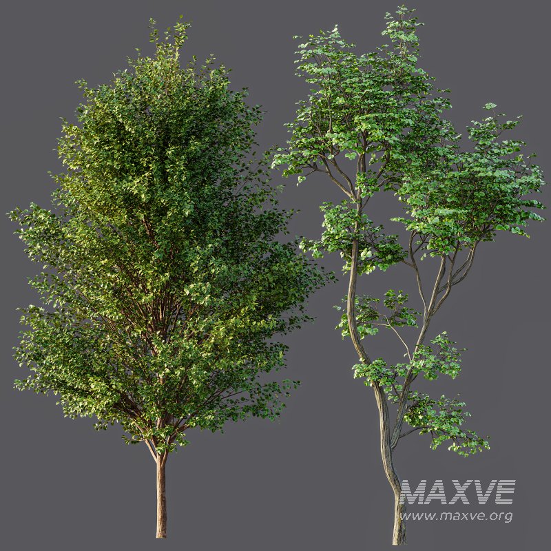 AV Canadian Poplar and Hazel leave - Image 5