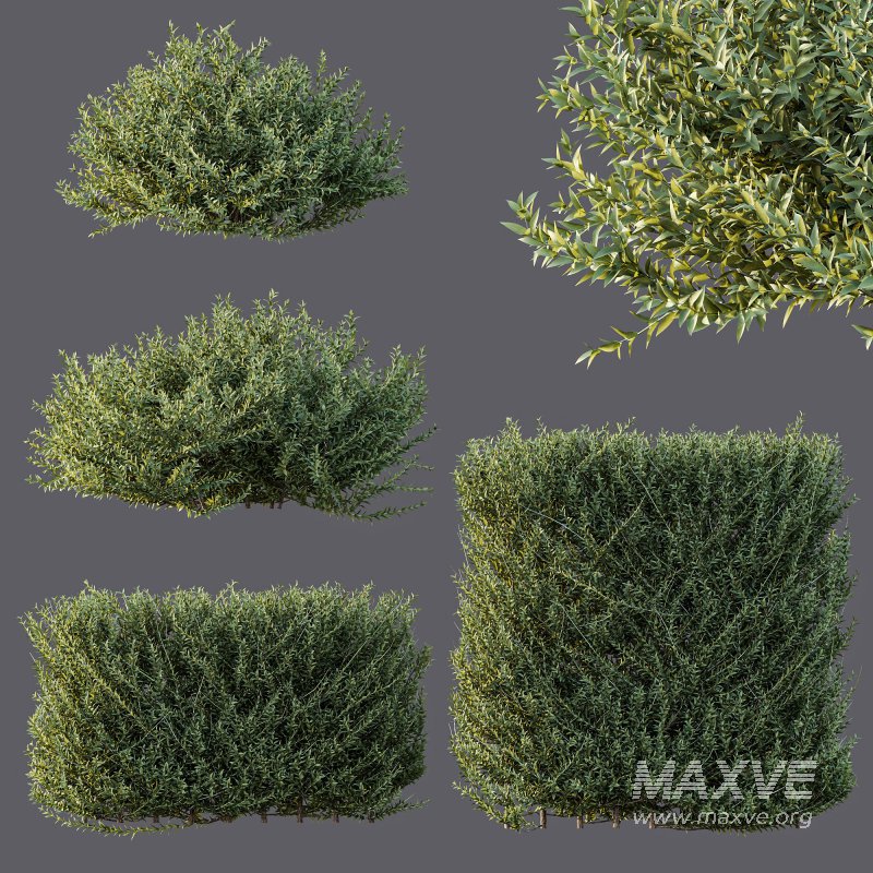ntal evergreen shrubs, designed with exceptional precision for architectural visualization and landscape rendering. - Image 5