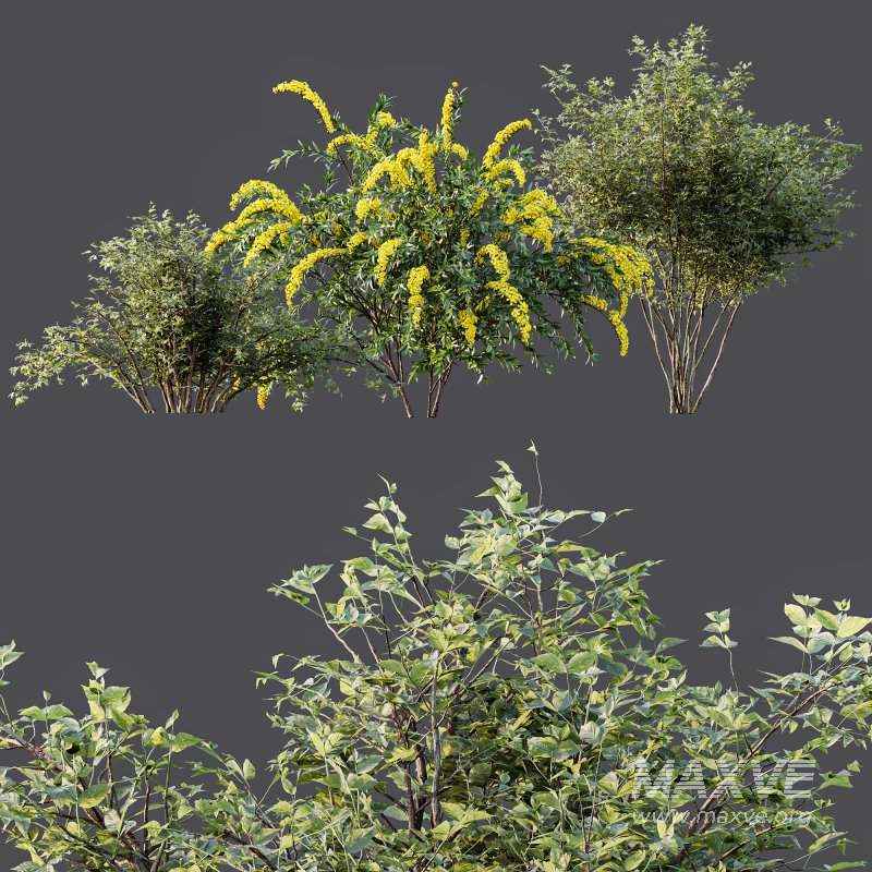 ntal spring bush designed for realistic exterior and garden visualization. Known as the “Bridal Wreath Spiraea,” this delicate shrub is characterized by arching stems densely covered with clusters of small white blossoms, creating a soft and elegant floral texture. - Image 4