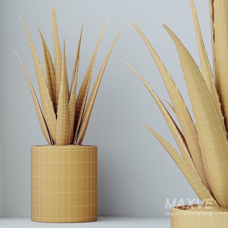 AV Indoor Plants Set 387 Aloe Vera and Olive and Peace Lily and Deliciosa Large Leaf - Image 8