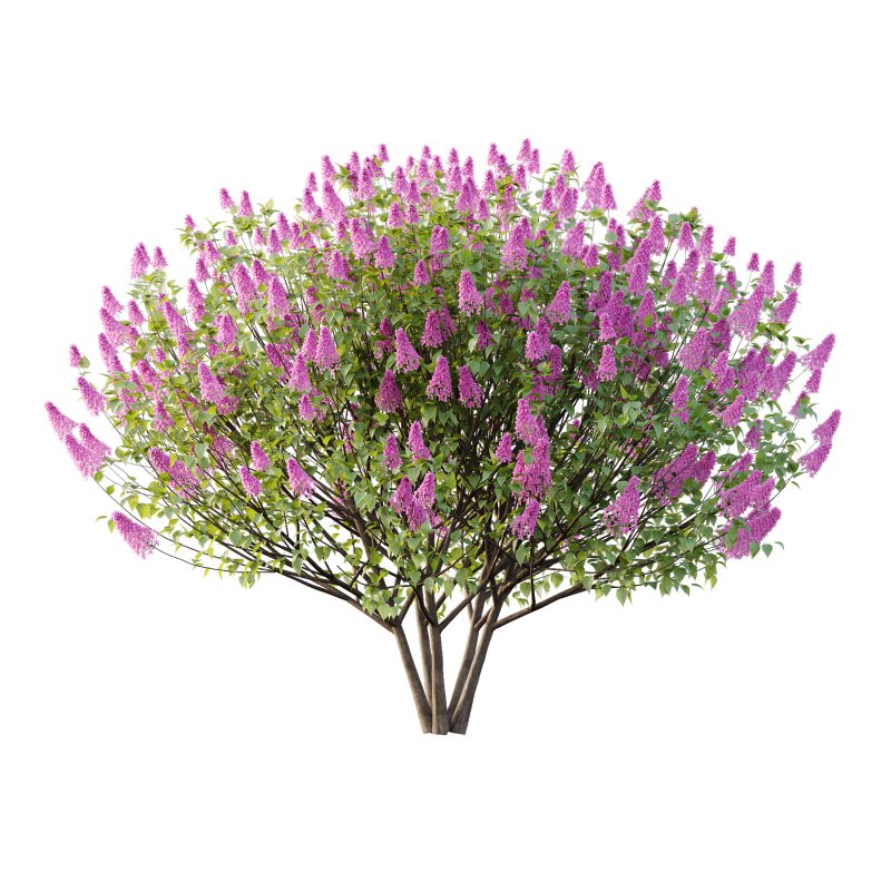 Lilac Syringa Vulgaris Tree 05 - Image 3
