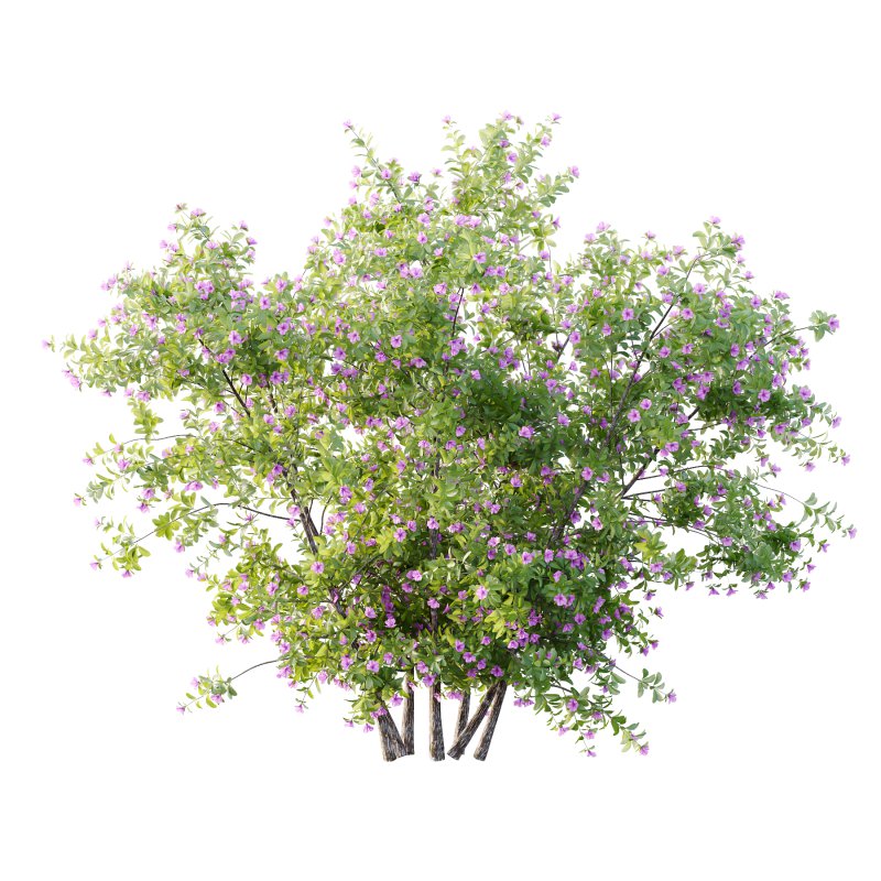 Leucophyllum frutescens Bush 07 - Image 4