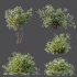 ntal shrubs inspired by species such as Spiraea Cinerea and Coleonema Pulchrum. Their delicate white blooms and airy branch structures make them perfect for spring gardens, walkways, and natural park compositions. The subtle variation in height, leaf density, and shape ensures visual richness and realism from any camera distance. - Thumbnail 6
