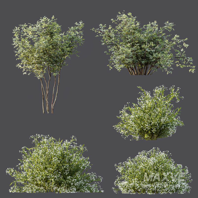 ntal shrubs inspired by species such as Spiraea Cinerea and Coleonema Pulchrum. Their delicate white blooms and airy branch structures make them perfect for spring gardens, walkways, and natural park compositions. The subtle variation in height, leaf density, and shape ensures visual richness and realism from any camera distance. - Image 6