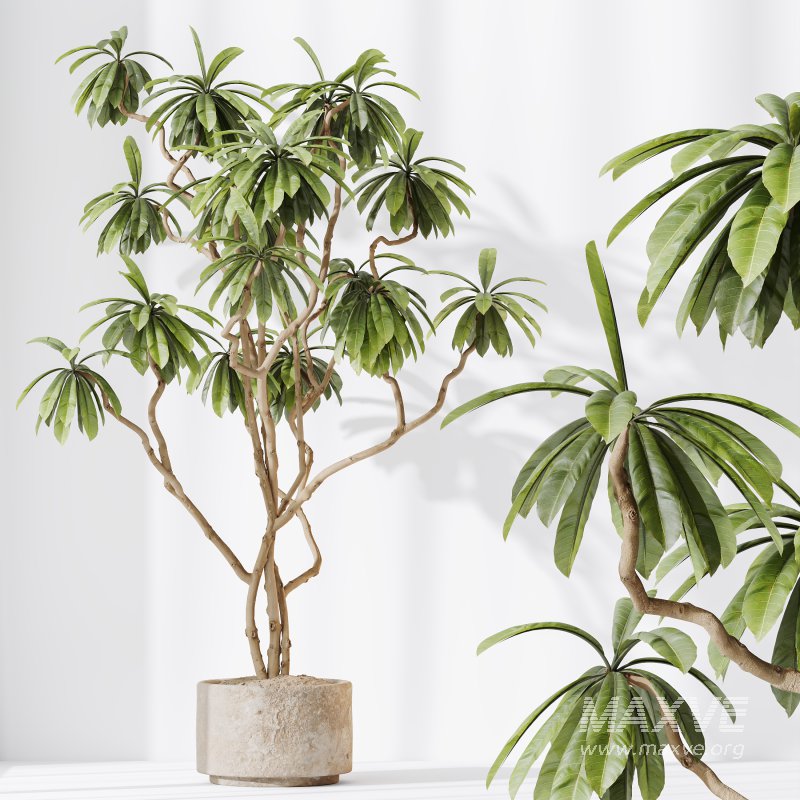 AV Indoor Plants Set 378 Arbequina Olive and Ficus Cyathistipula and Areca Palm - Image 2