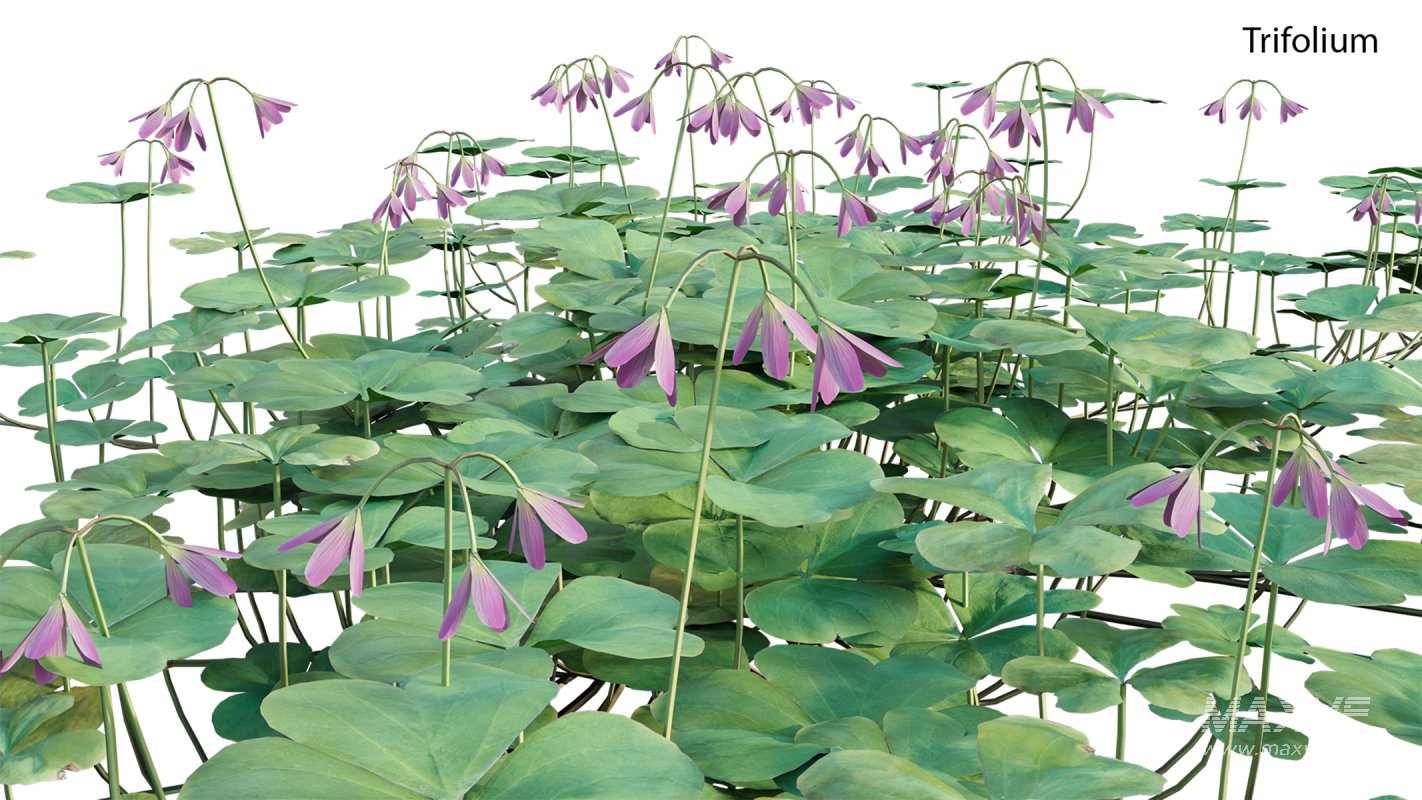 Collection 21 – Vertical garden – Green wall - Image 26