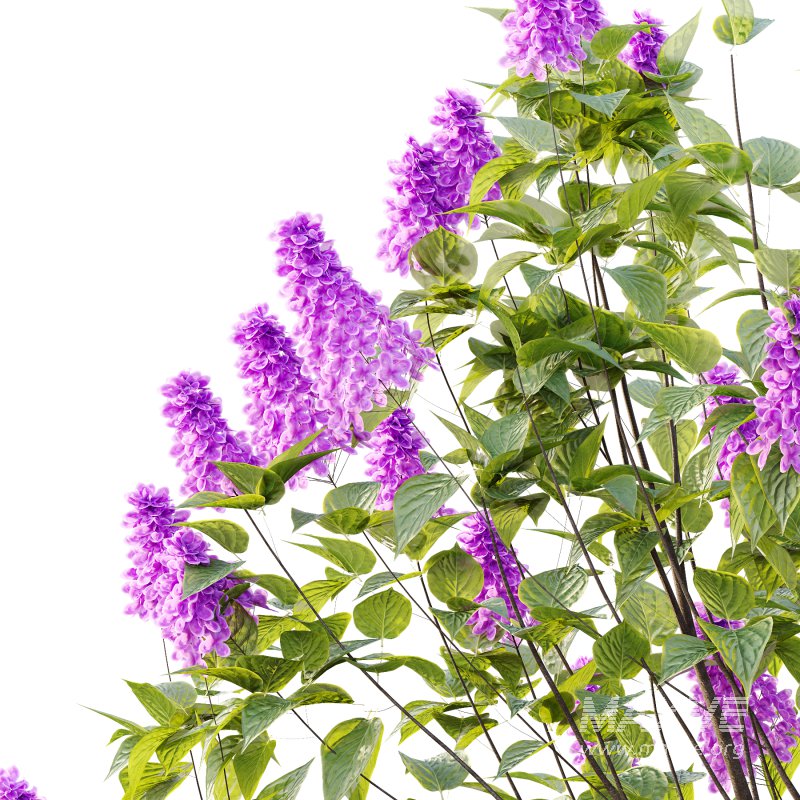 Lilac Syringa Vulgaris Tree 06 - Image 5