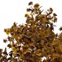 Leucophyllum frutescens Bush 07 - Thumbnail 5