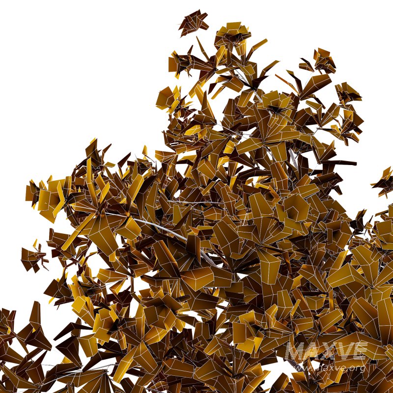 Leucophyllum frutescens Bush 07 - Image 5