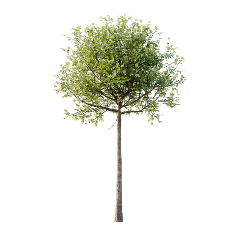 Lilac Syringa Vulgaris Tree 02 - Image 1