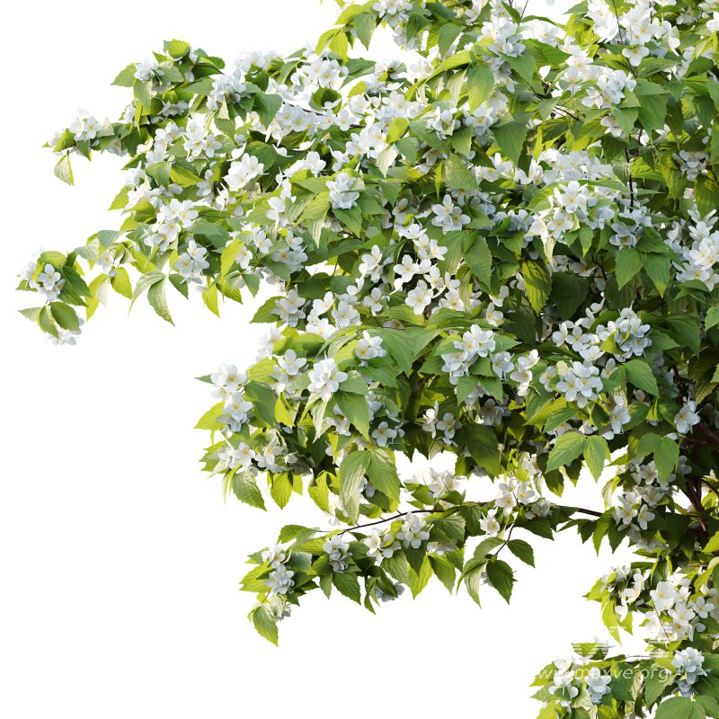 Philadelphia Bush 04 - Image 3