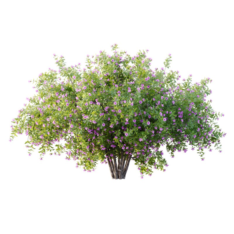 Leucophyllum frutescens Bush 07 - Image 1