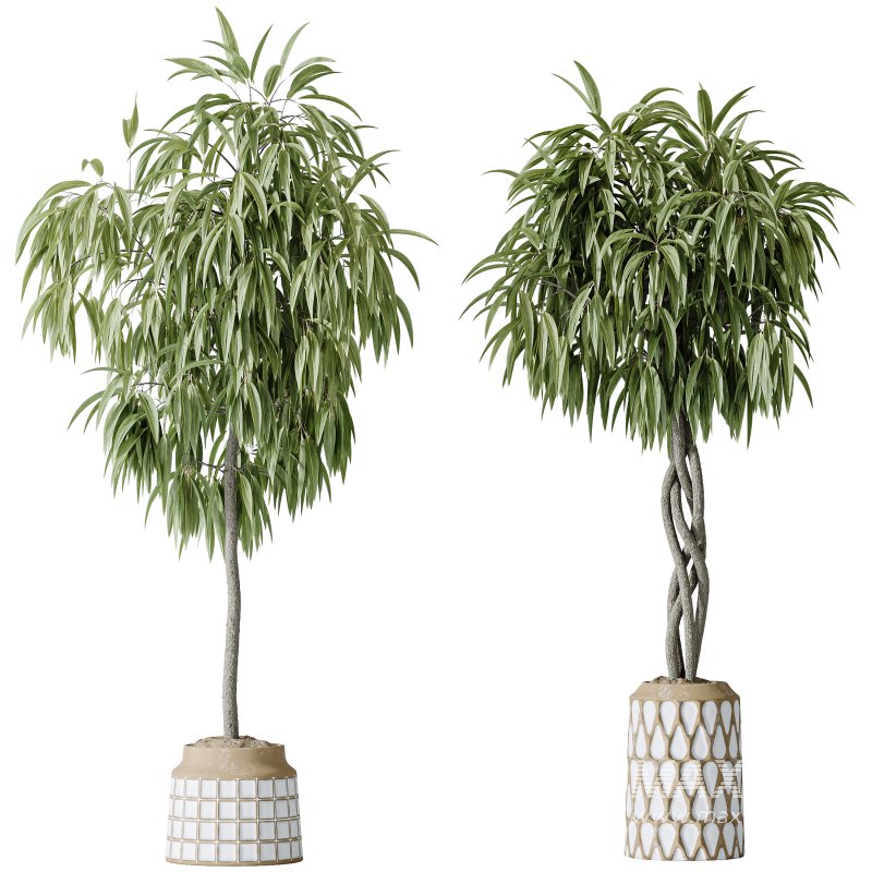 AV Indoor Plants Set 379 Ficus Marginata and Yucca Palm and Kentia Everlasting and Ficus Binnendijkii - Image 2