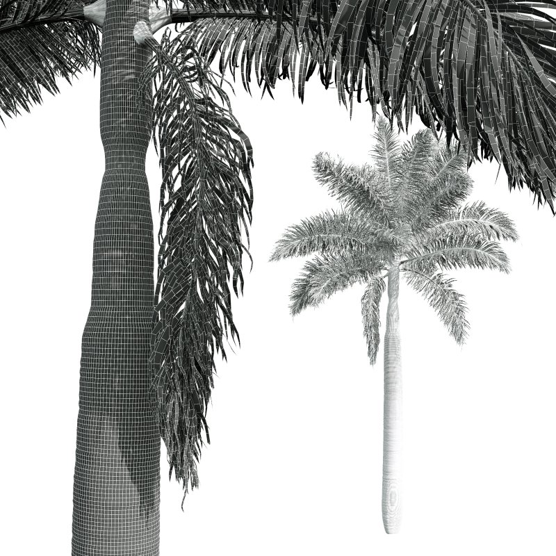 AV Roystonea Regia trees - Image 7