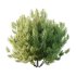 Pinus Mugo plant 01 - Thumbnail 6