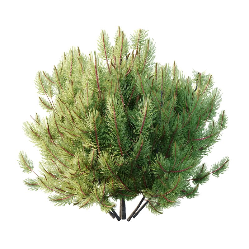 Pinus Mugo plant 01 - Image 6