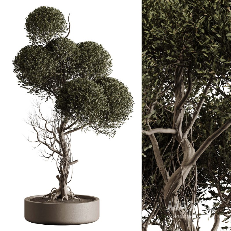 Indoor plant 076 - Image 5