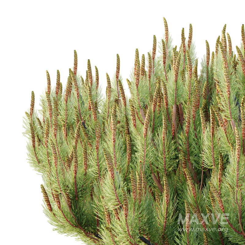 Pinus Mugo plant 07 - Image 2