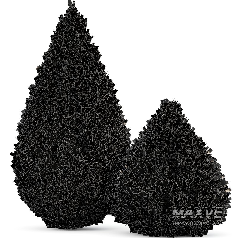 AV Juniperus chinensis Spartan and Big Joy Perfume Orange Michelia Champaca - Image 6