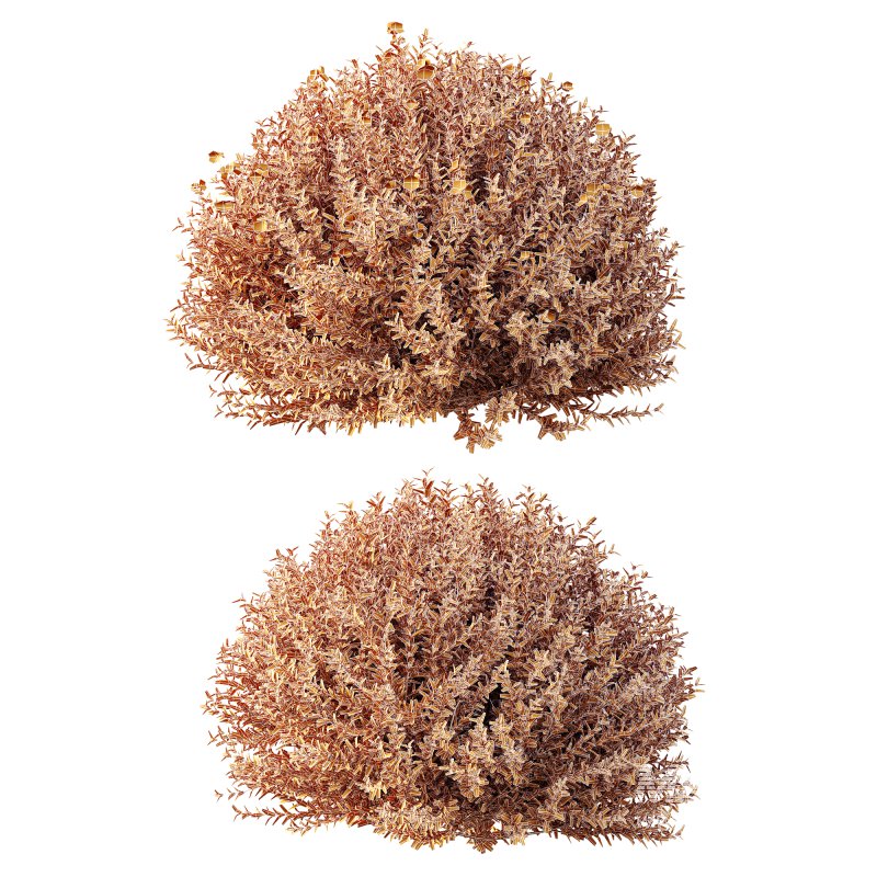 AV Gray Box Westringia Fruticosa Coastal Rosemary bushes - Image 10