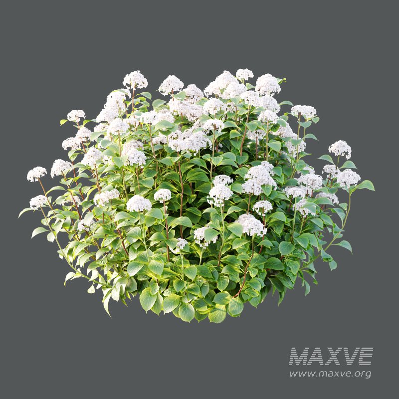 hydrangea arborescens Bush 05 - Image 3