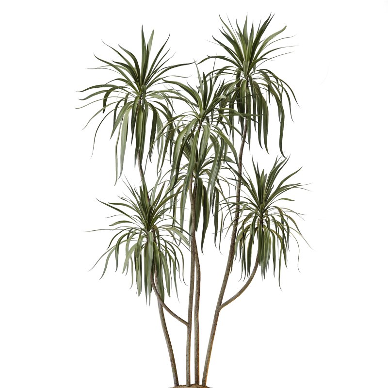 AV Indoor Plants Set 390 Warneckii Lemon and Olive and Green Sansevieria and Calathea Lutea - Image 2