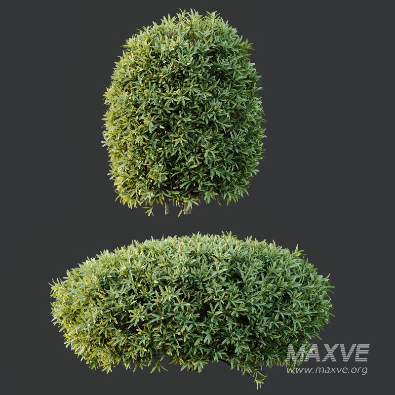 ntal shrubs, carefully crafted for high-quality landscape and architectural visualization. - Image 7