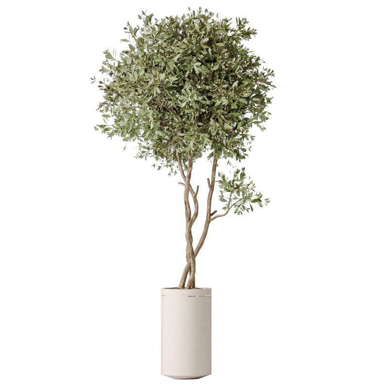 AV Indoor Plants Set 375 Dracaena Warneckii and Lemon Dragon and Euphorbia and Olive - Image 2