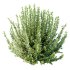 AV 6 different spring bushes Calluna Vulgaris Helena Summer Broom Heather Garden Girls - Thumbnail 3