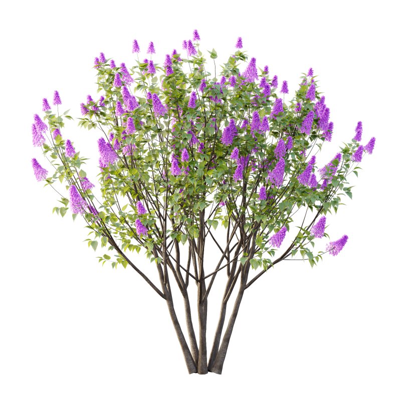 Lilac Syringa Vulgaris Tree 06 - Image 2