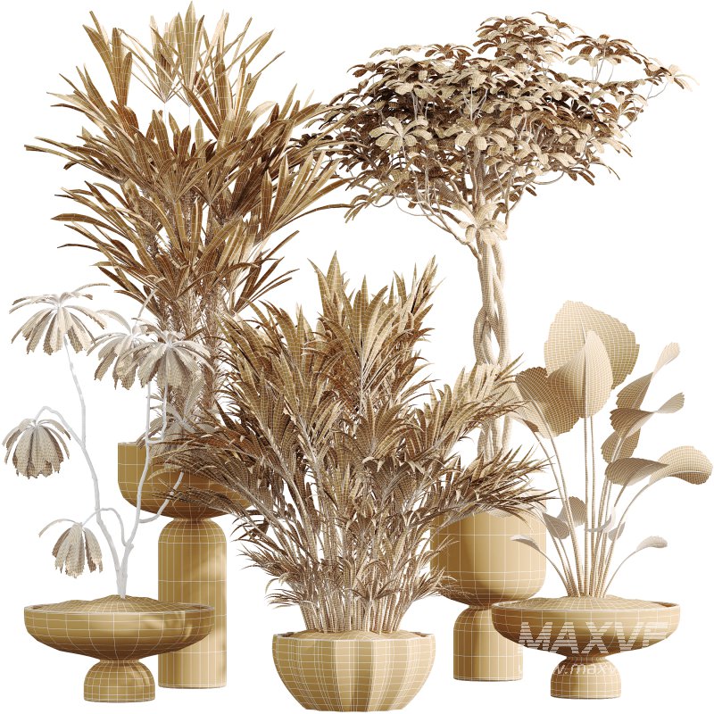 AV Indoor Plants Set 377 Ficus Cyathistipula and Banana Nicolai and Schefflera and Rhapis Excelsa - Image 9