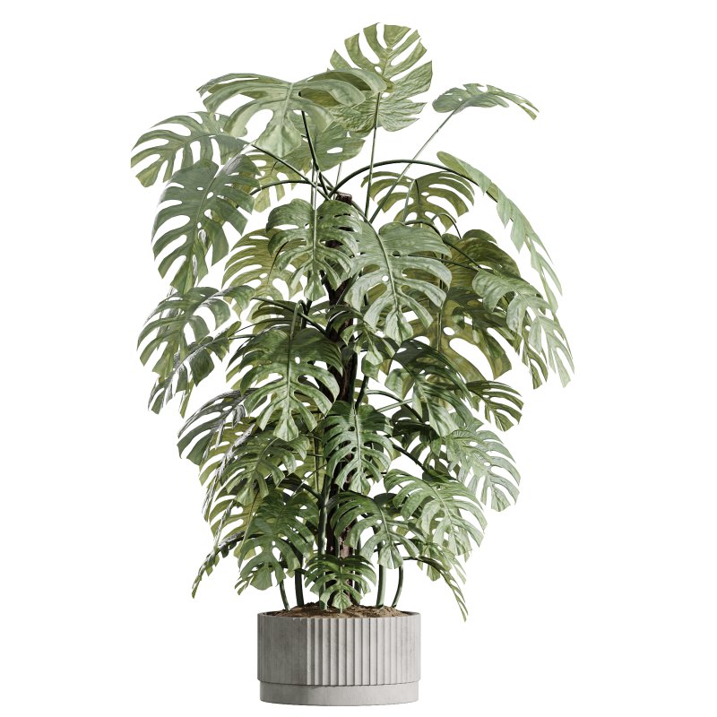 AV Indoor Plants Set 401 Mission Kalamata and Spineless Yucca and Elegant Monstera - Image 1