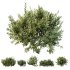 ntal olive shrubs, designed for realistic garden visualization and architectural landscaping. - Thumbnail 4