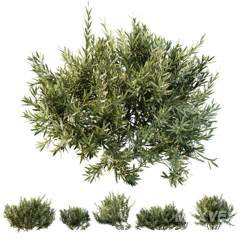ntal olive shrubs, designed for realistic garden visualization and architectural landscaping. - Image 4