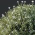 ntal shrubs designed for realistic landscape and architectural visualization. - Thumbnail 1