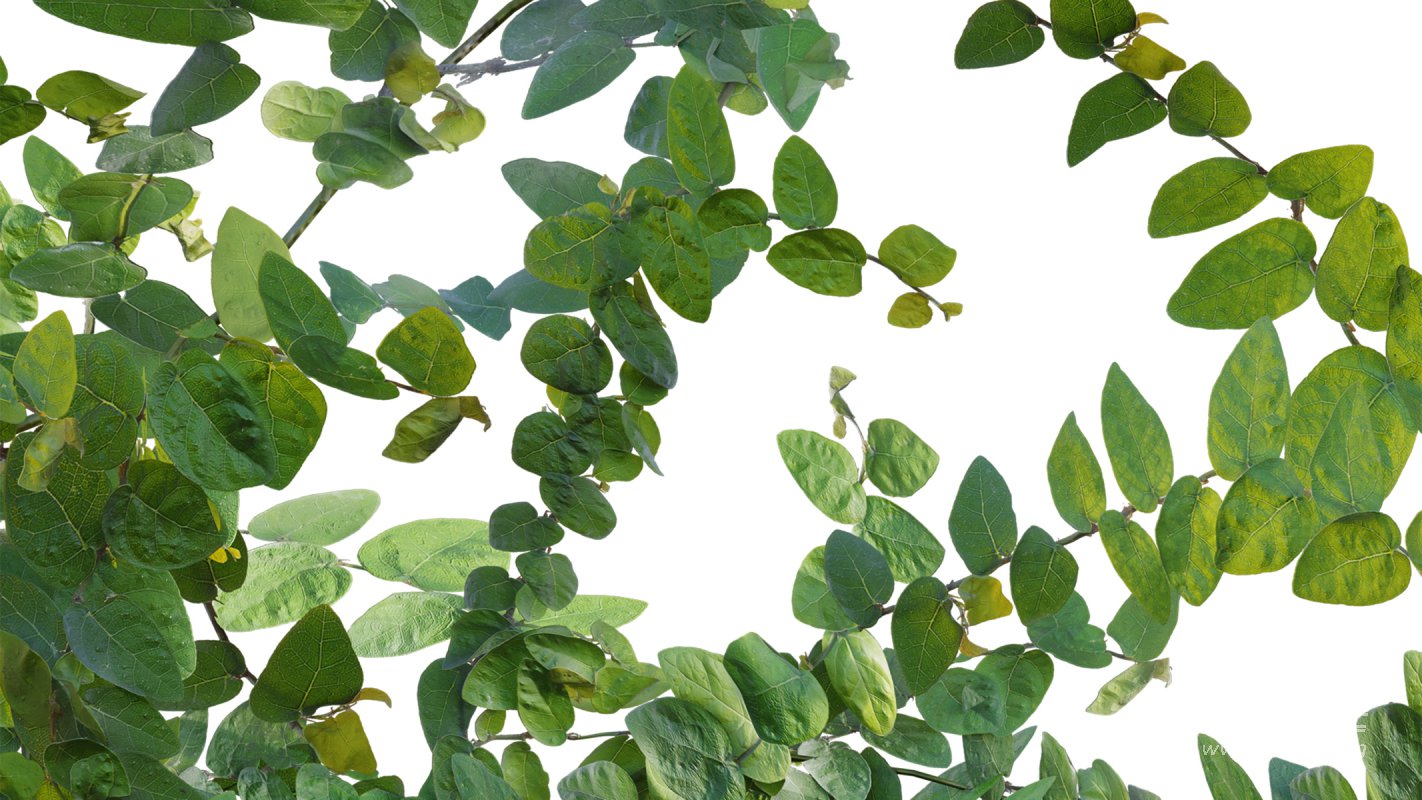 Collection 18 – Chinese garden - Image 14